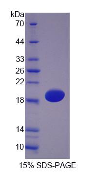 Figure 1. SDS-PAGE