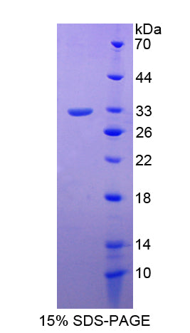 Figure 1. SDS-PAGE