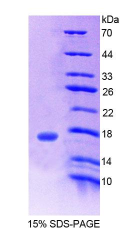 Figure 1. SDS-PAGE