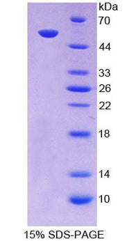 Figure 1. SDS-PAGE
