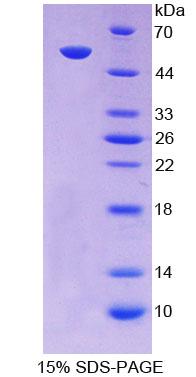 Figure 1. SDS-PAGE