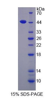Figure 1. SDS-PAGE