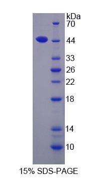 Figure 1. SDS-PAGE