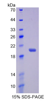 Figure 1. SDS-PAGE