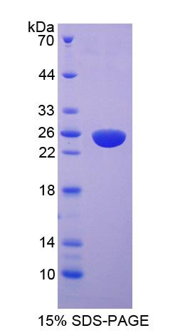 Figure 1. SDS-PAGE