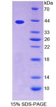 Figure 1. SDS-PAGE