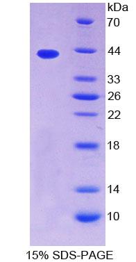 Figure 1. SDS-PAGE