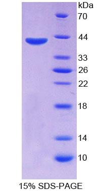 Figure 1. SDS-PAGE
