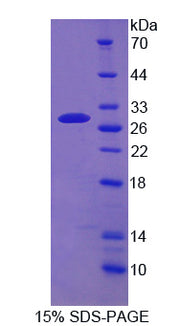 Figure 1. SDS-PAGE
