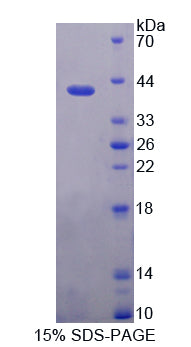 Figure 1. SDS-PAGE