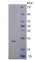 Figure 2. SDS-PAGE