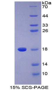 Figure 1. SDS-PAGE