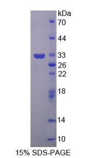 Figure 1. SDS-PAGE