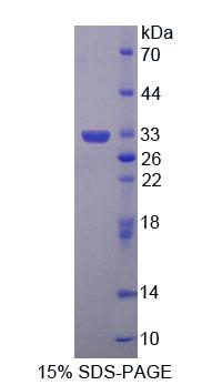 Figure 1. SDS-PAGE