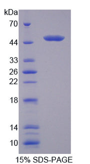 Figure 1. SDS-PAGE