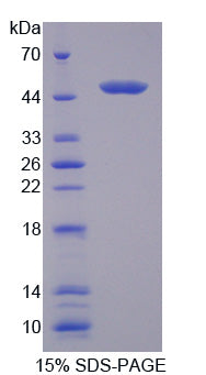 Figure 1. SDS-PAGE