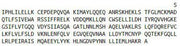 Recombinant Liver Receptor Homolog 1 (LRH1), RPU52689