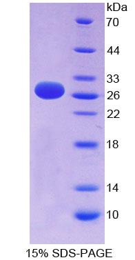 Figure 1. SDS-PAGE