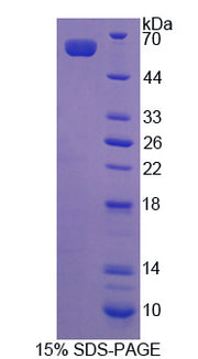 Figure 1. SDS-PAGE