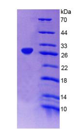 Figure 2. SDS-PAGE