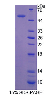 Figure 1. SDS-PAGE