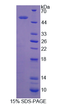 Figure 1. SDS-PAGE