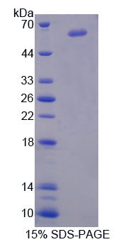 Figure 1. SDS-PAGE
