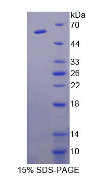 Figure 1. SDS-PAGE