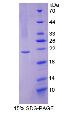 Figure 1. SDS-PAGE