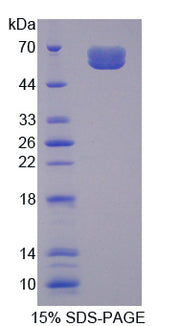 Figure 1. SDS-PAGE