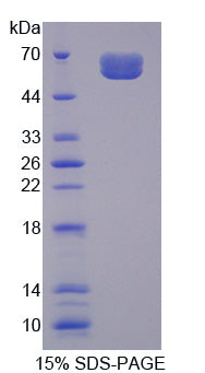 Figure 1. SDS-PAGE