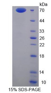 Figure 1. SDS-PAGE
