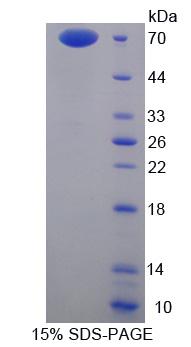 Figure 1. SDS-PAGE