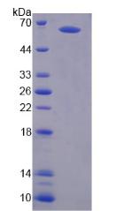Figure 2. SDS-PAGE