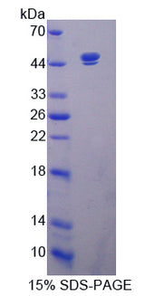 Figure 1. SDS-PAGE