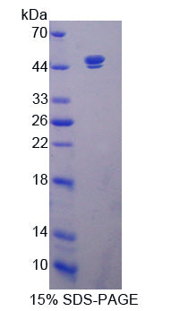 Figure 1. SDS-PAGE
