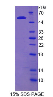Figure 1. SDS-PAGE