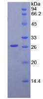 Figure 3. SDS-PAGE