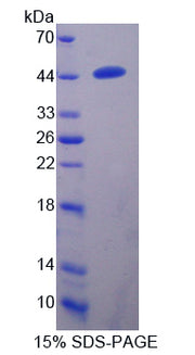 Figure 1. SDS-PAGE