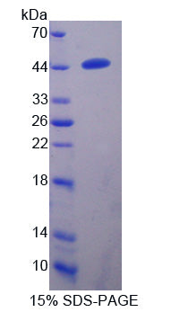 Figure 1. SDS-PAGE