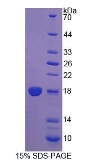 Figure 1. SDS-PAGE