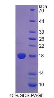 Figure 1. SDS-PAGE