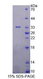 Figure 1. SDS-PAGE