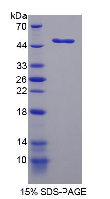 Figure 1. SDS-PAGE
