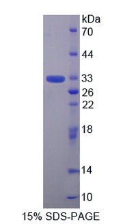 Figure 1. SDS-PAGE