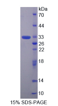 Figure 1. SDS-PAGE