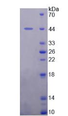 Figure 2. SDS-PAGE