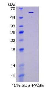 Figure 1. SDS-PAGE