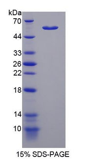 Figure 1. SDS-PAGE