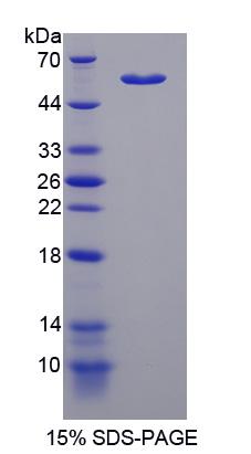 Figure 1. SDS-PAGE